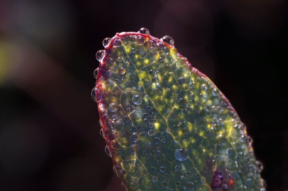 Photograph by Лена Максимкина