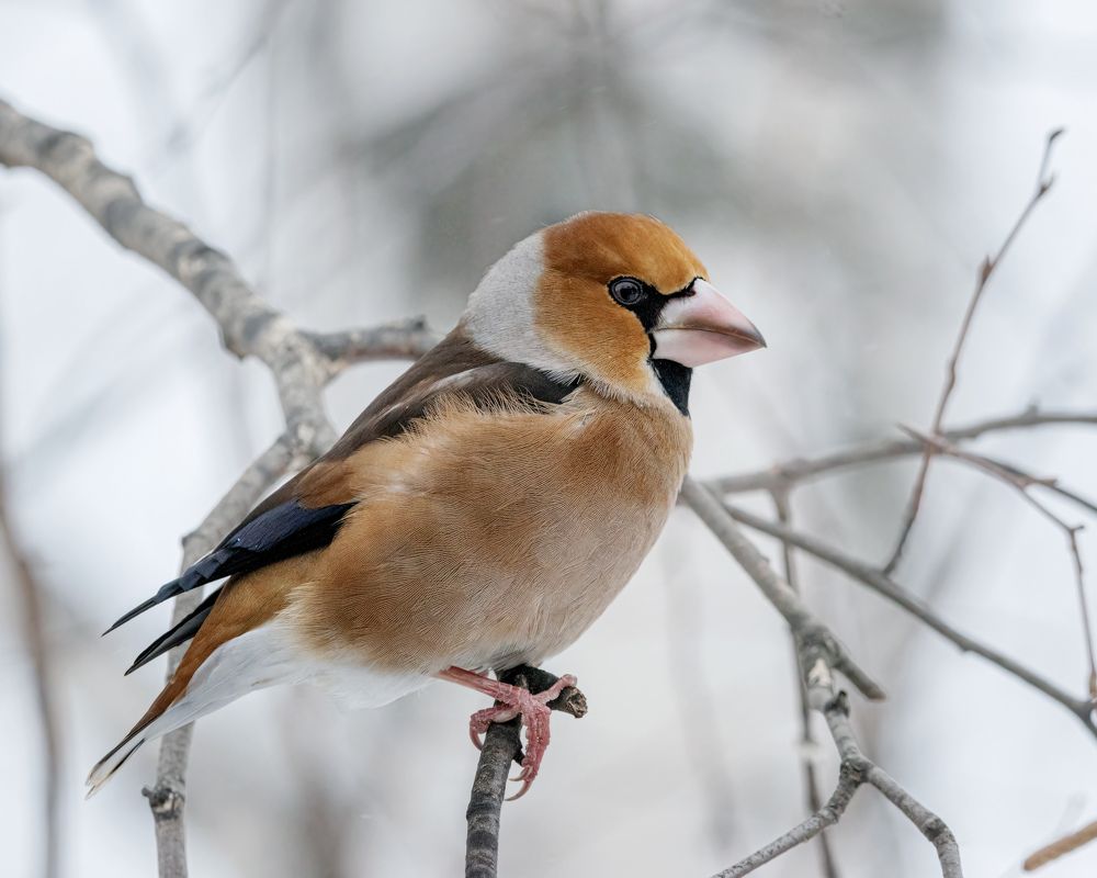 Дубонос задумчивый.