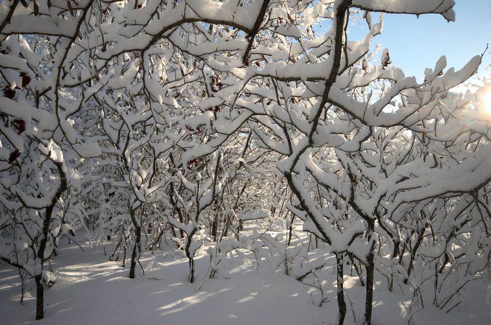 Photograph by Ken Oliver