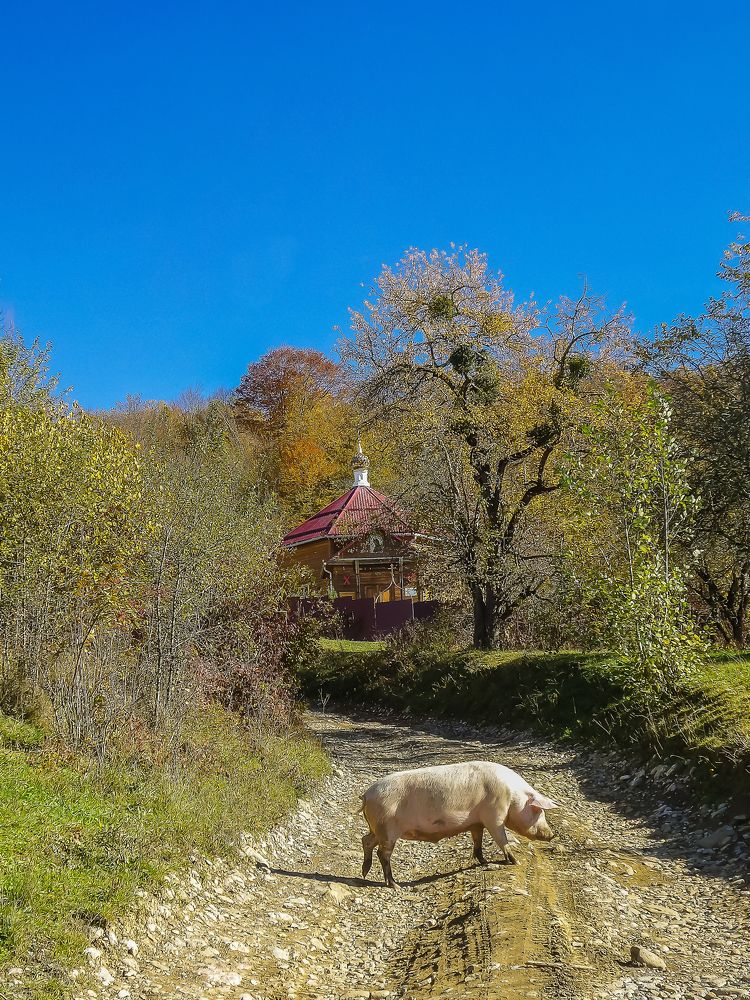 Фотография автора Ксения Смирнова