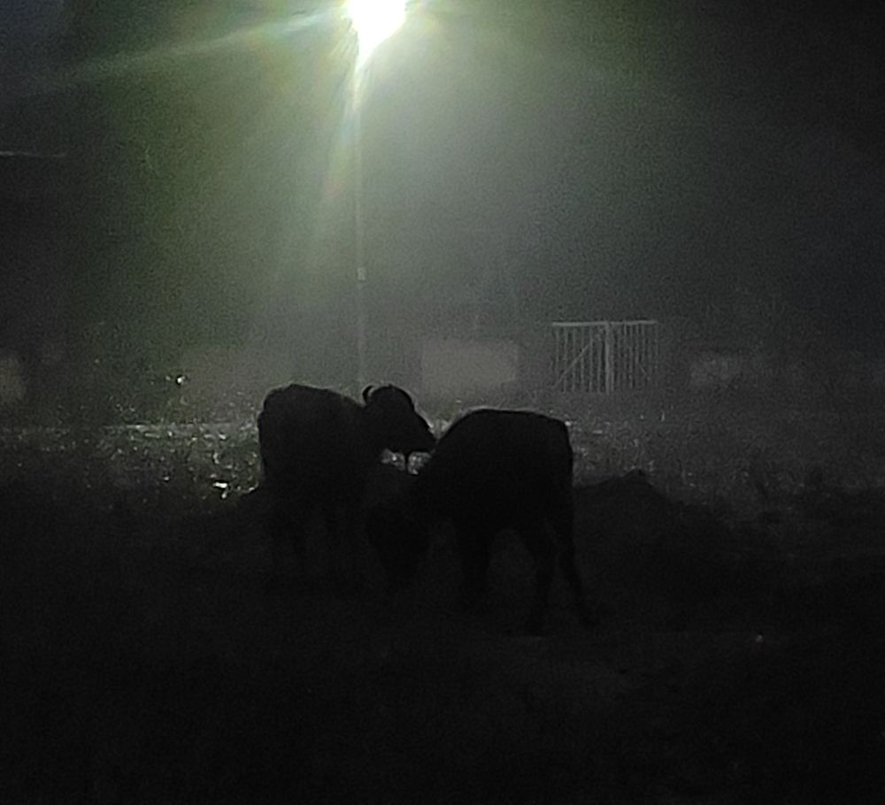 Фотография автора Santanu Dasgupta