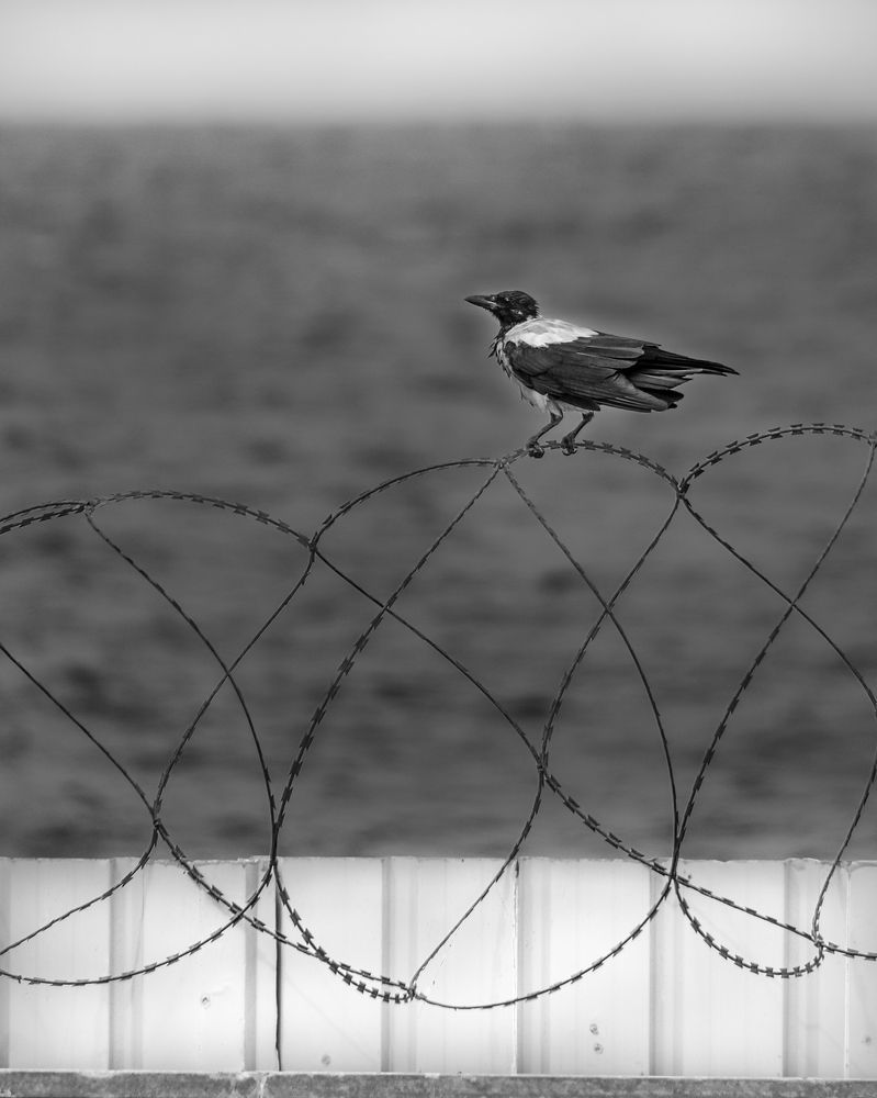 Photograph by Mohamad Seifeddine