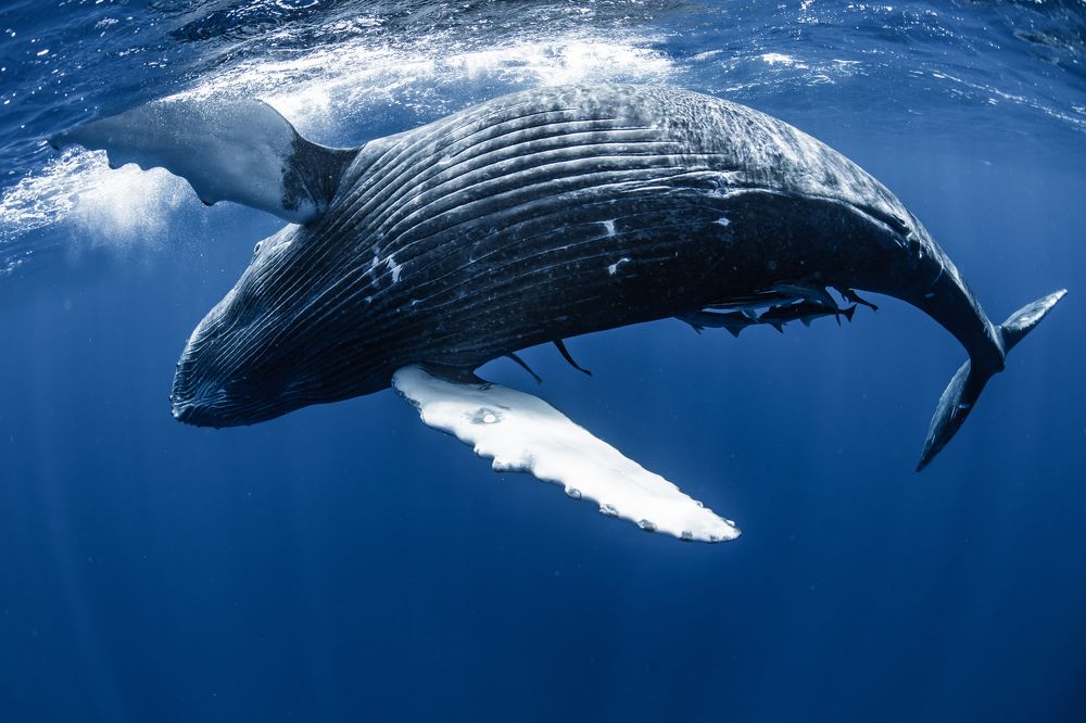 Photograph by KURASHIMA DAISUKE