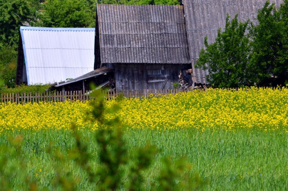 Деревенское поле