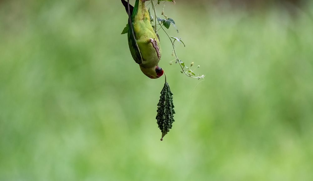 Bitter Parrot