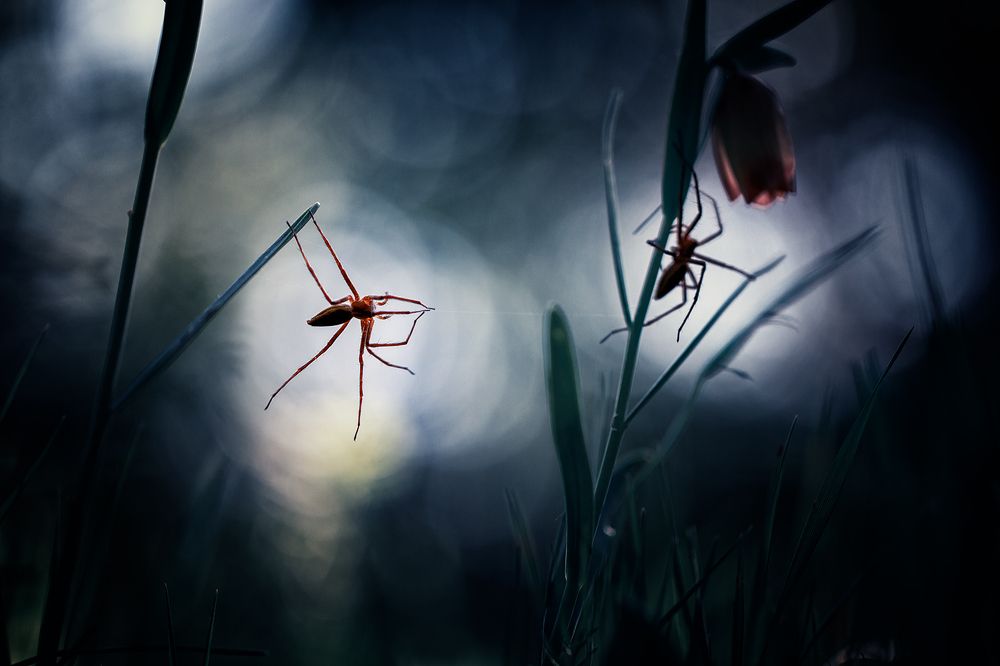 Photograph by Georgi Georgiev