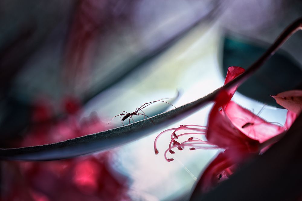 Photograph by Georgi Georgiev