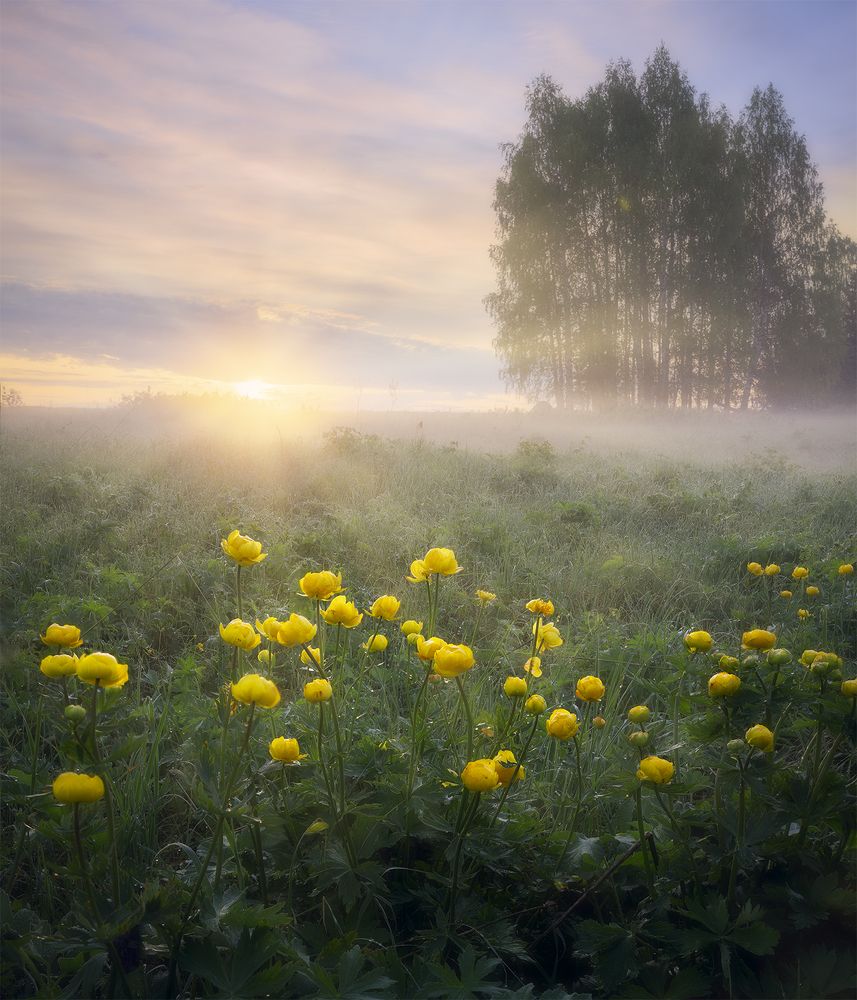 Дотянуться до солнца.