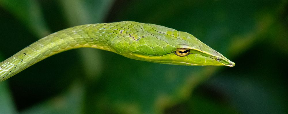 Oriental Whipsnake