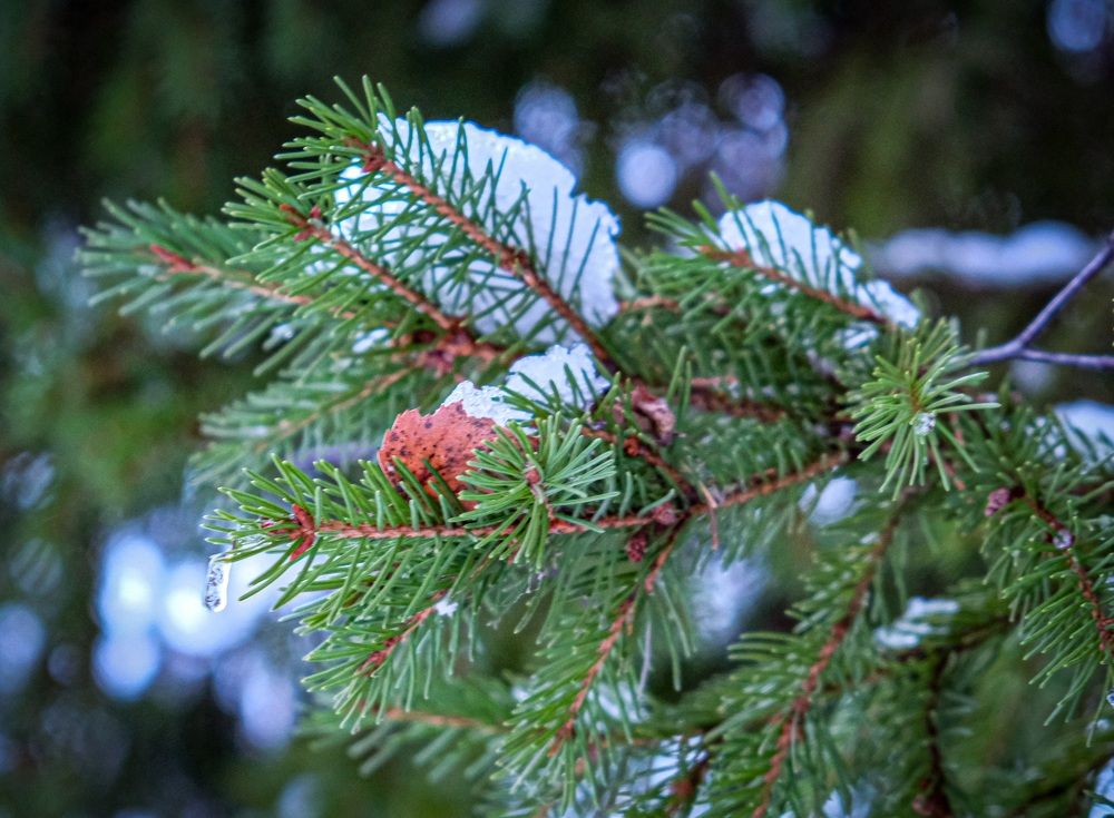 Photograph by Альберт Габбасов