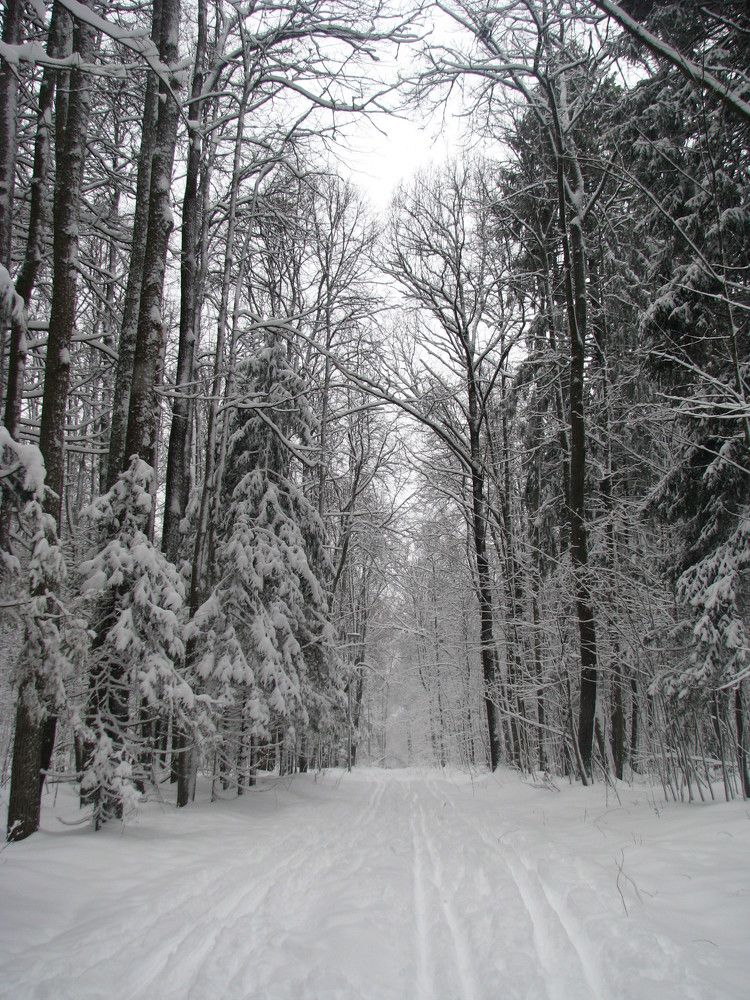 Зимний лес.