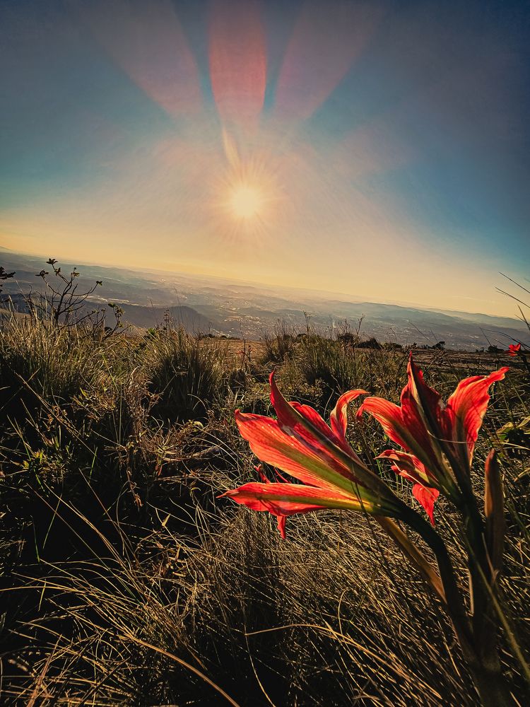 Фотография автора Elaine Almeida