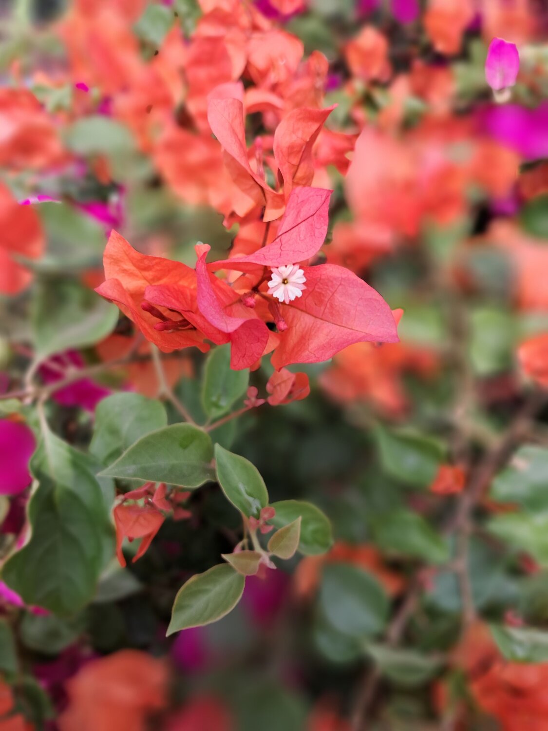 Paper flowers