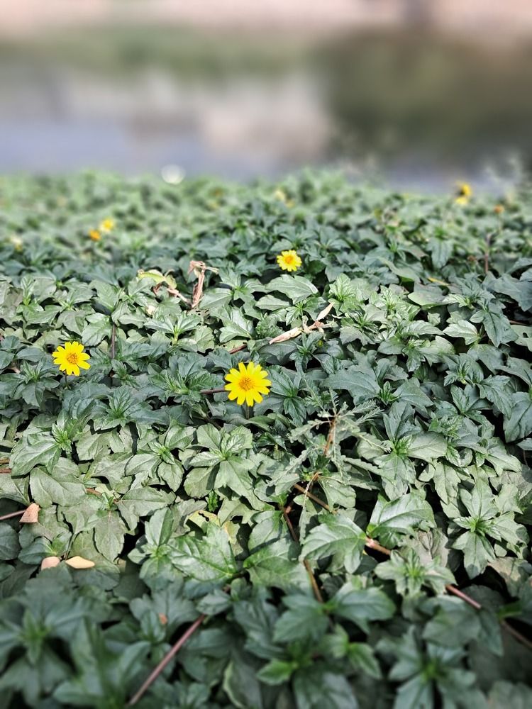 Sphagneticola trilobata (Trailing daisy)