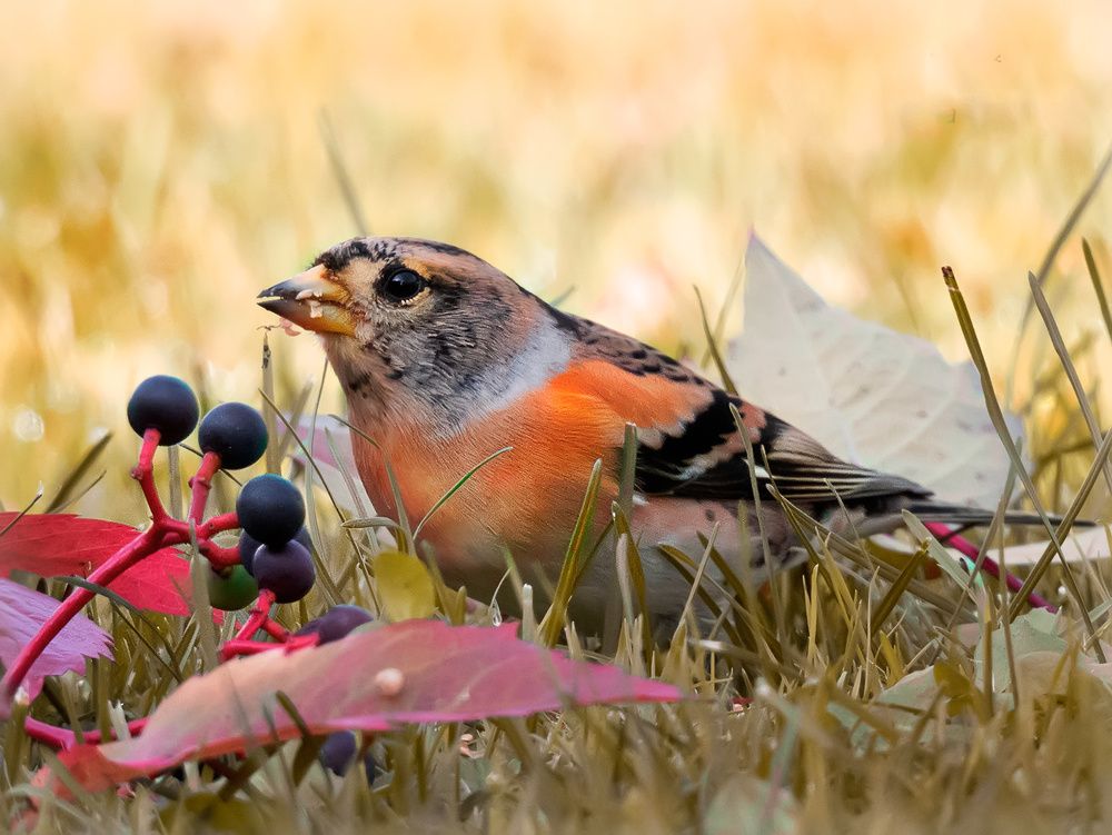 Photograph by Галина Горяинова