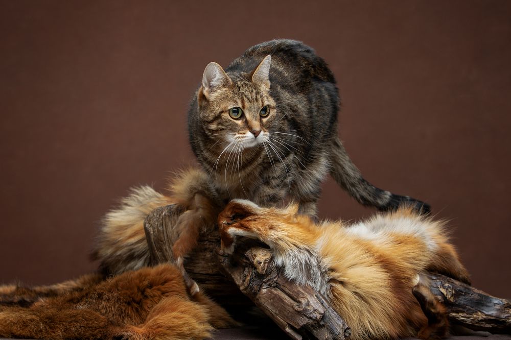 Photograph by Юлия Зубкова