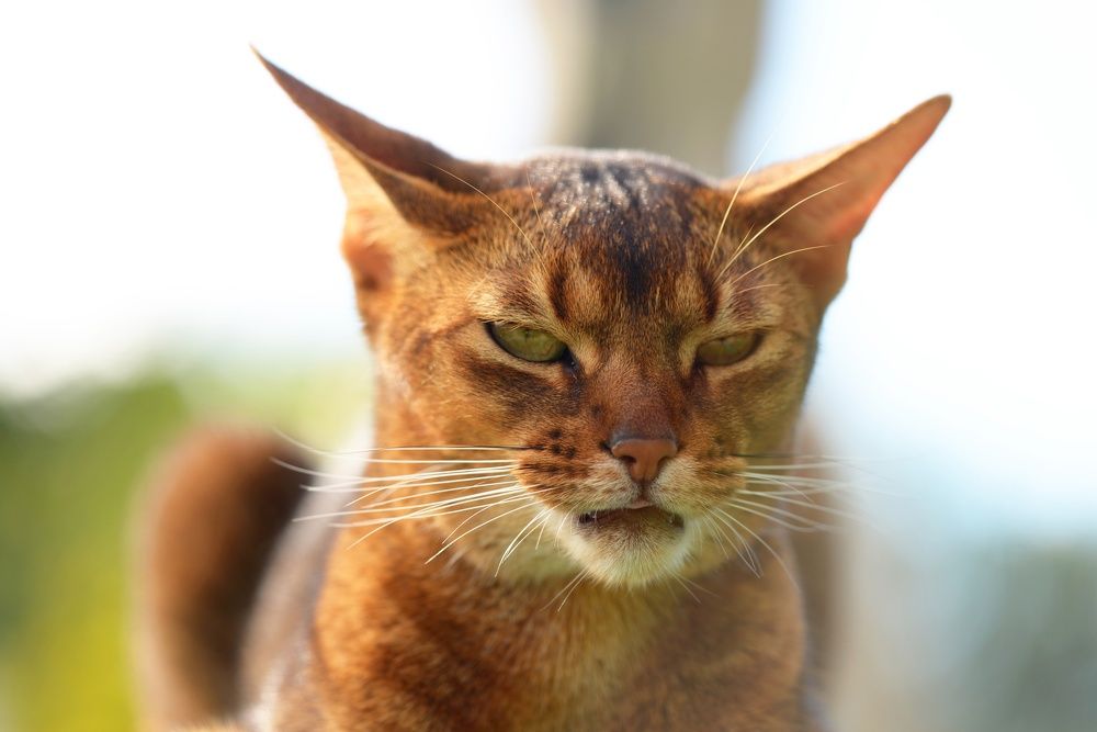 Photograph by Татьяна Кужаниязова