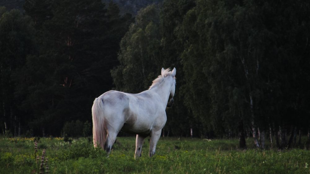 Photo #10138875