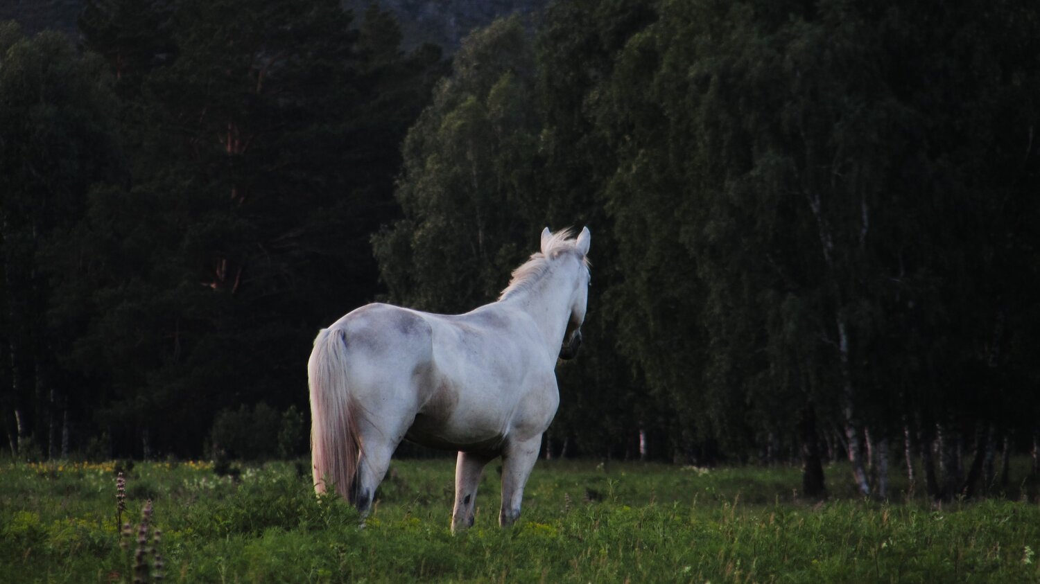 Photo #10138875