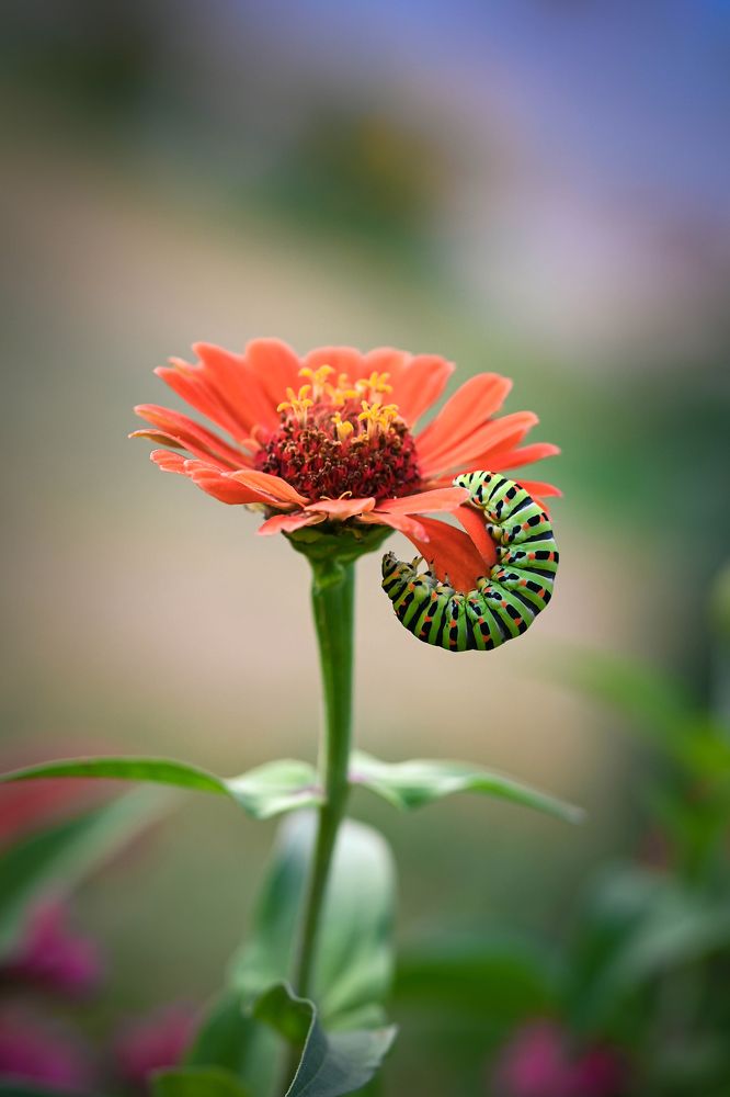 Photograph by Нели Арнаудова