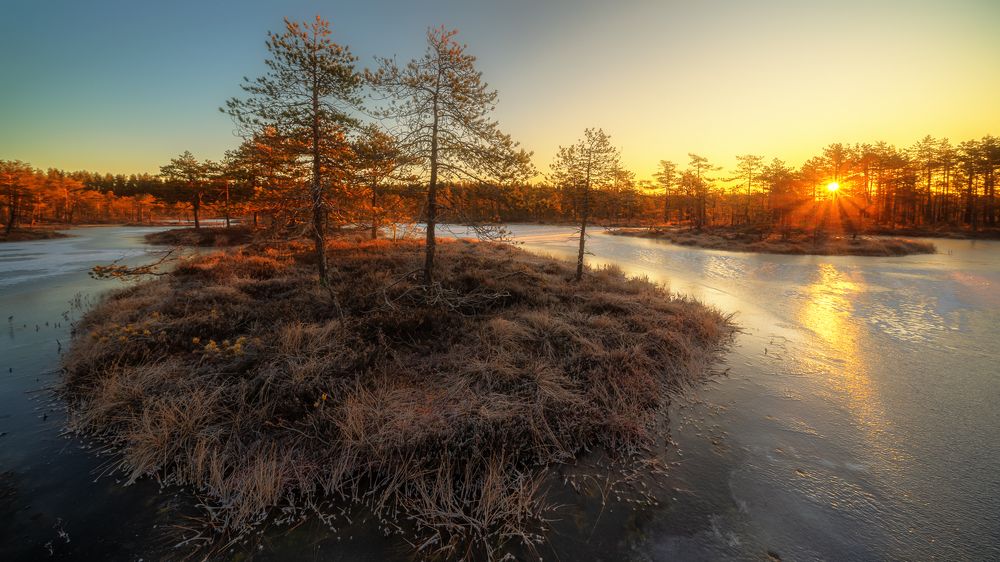 Рассвет на болоте