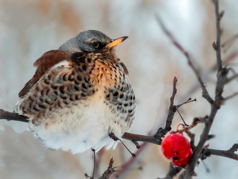 Photograph by Галина Горяинова