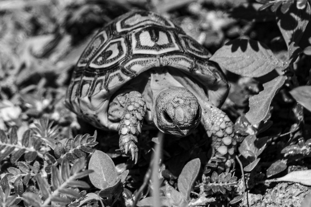 Photograph by Teju Parameswaran