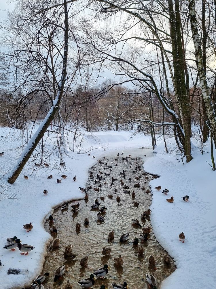 Зимний парк