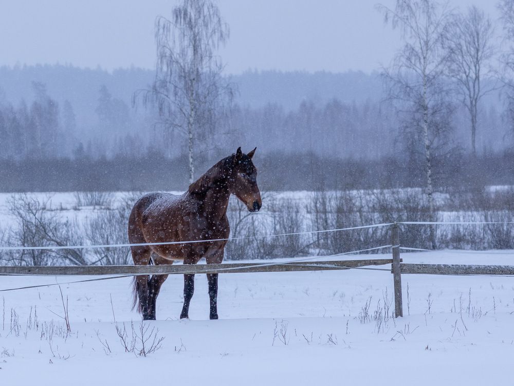 Фотография автора Наталья Якушонок