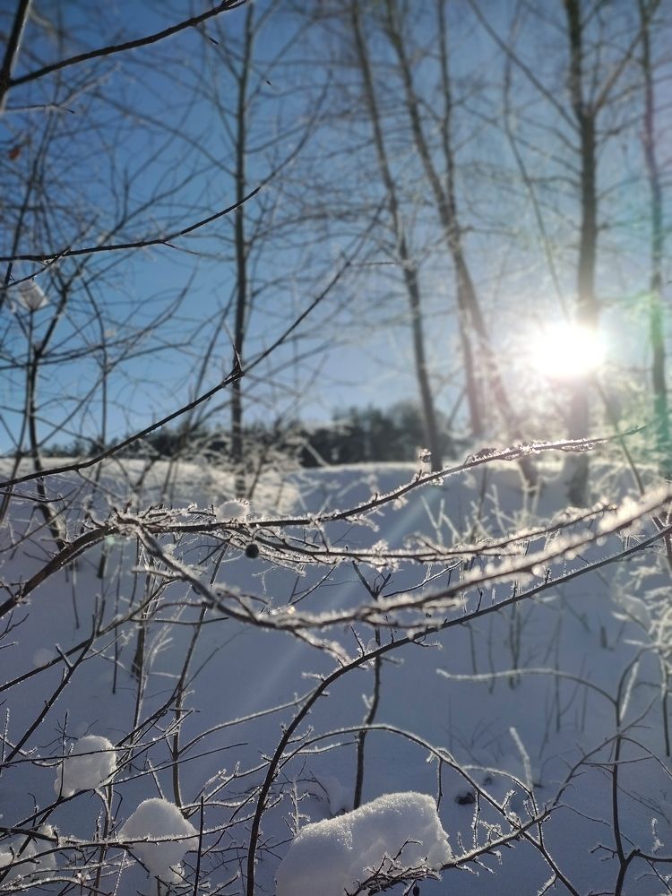 Природа под снегом.Вильнюс.