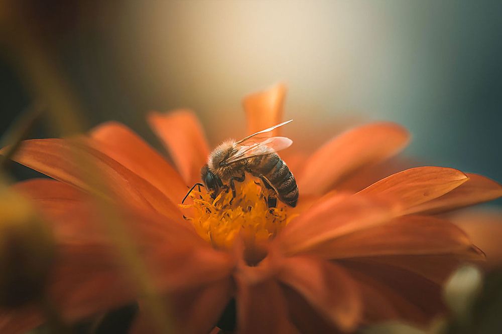 Photograph by Нели Арнаудова