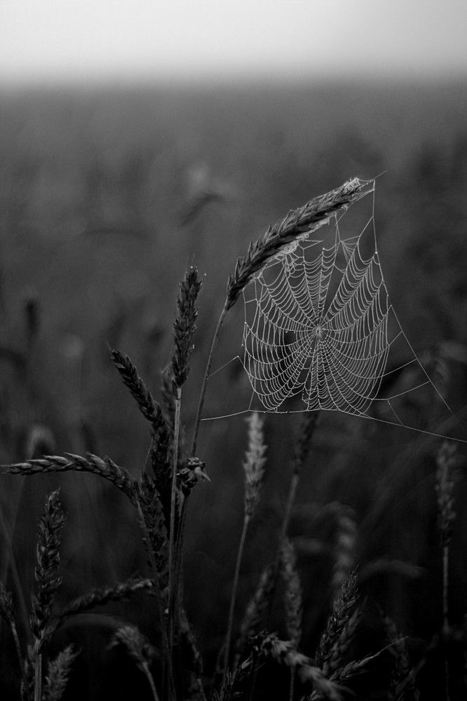 Photograph by Евсеева Валентина