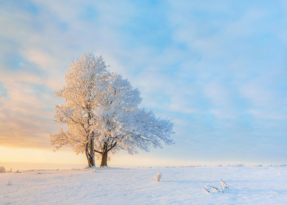 Одинокое дерево