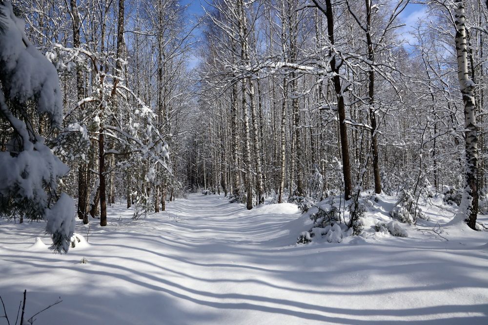 Фотография автора Колосова Елена