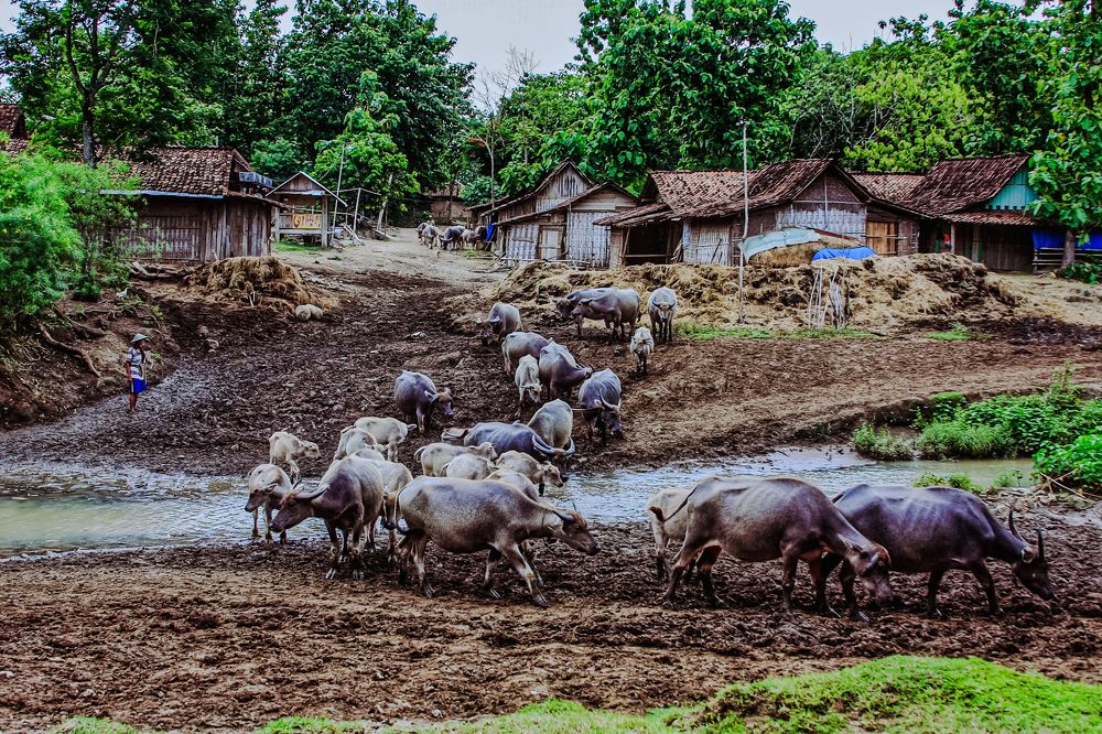 Photograph by Ivu  Fajar Samsumar