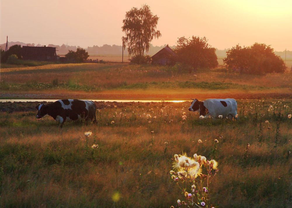 ЗОЛОТОЙ ВЕЧЕР.