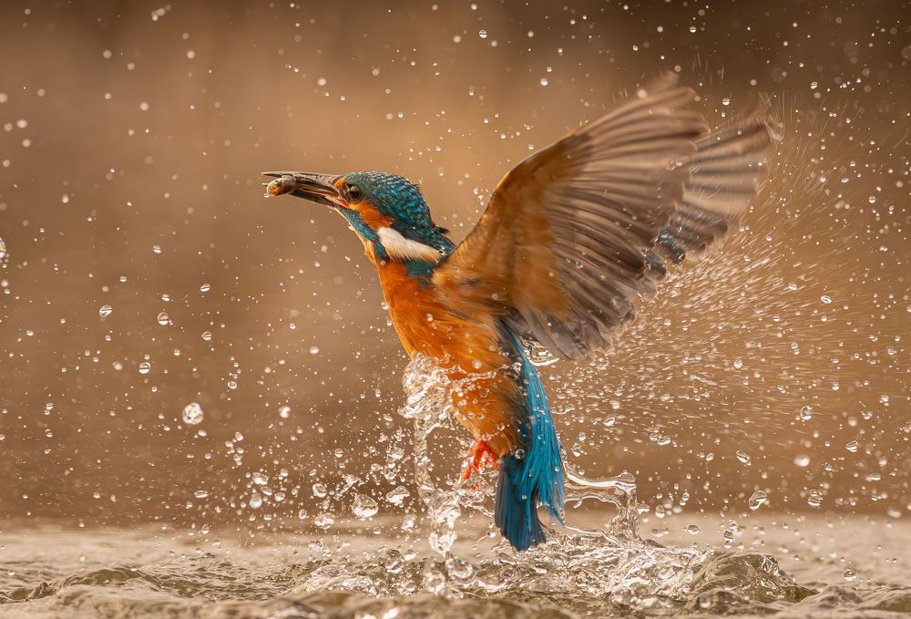 Photograph by Erika Katics