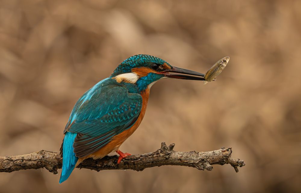 Photograph by Erika Katics