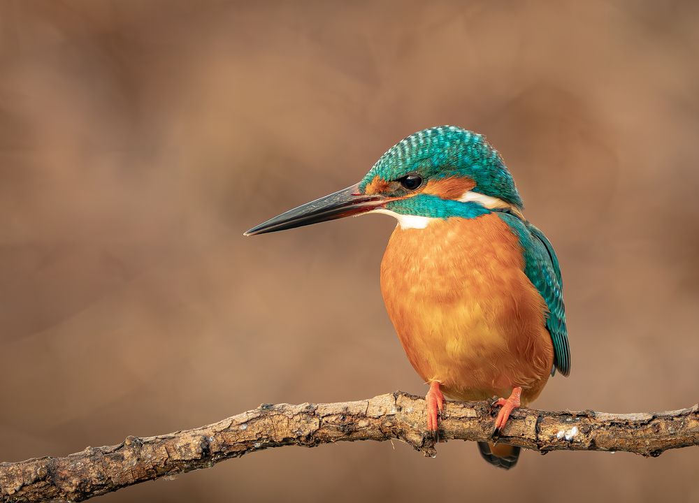 Photograph by Erika Katics