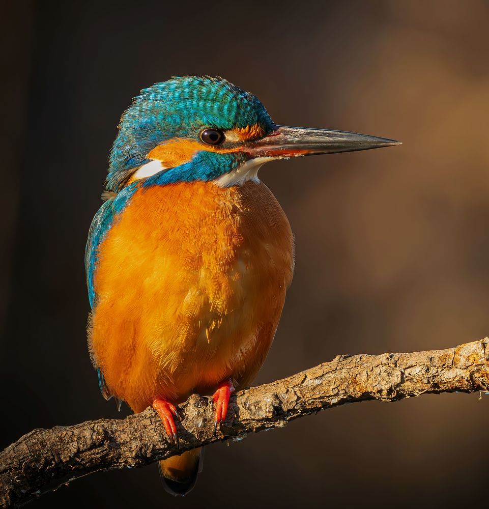 Photograph by Erika Katics