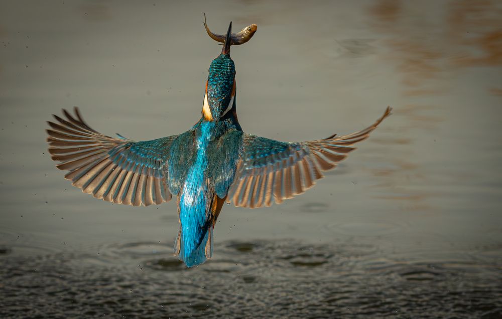 Photograph by Erika Katics