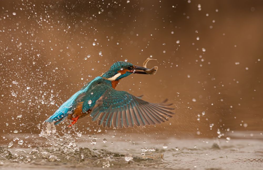 Photograph by Erika Katics