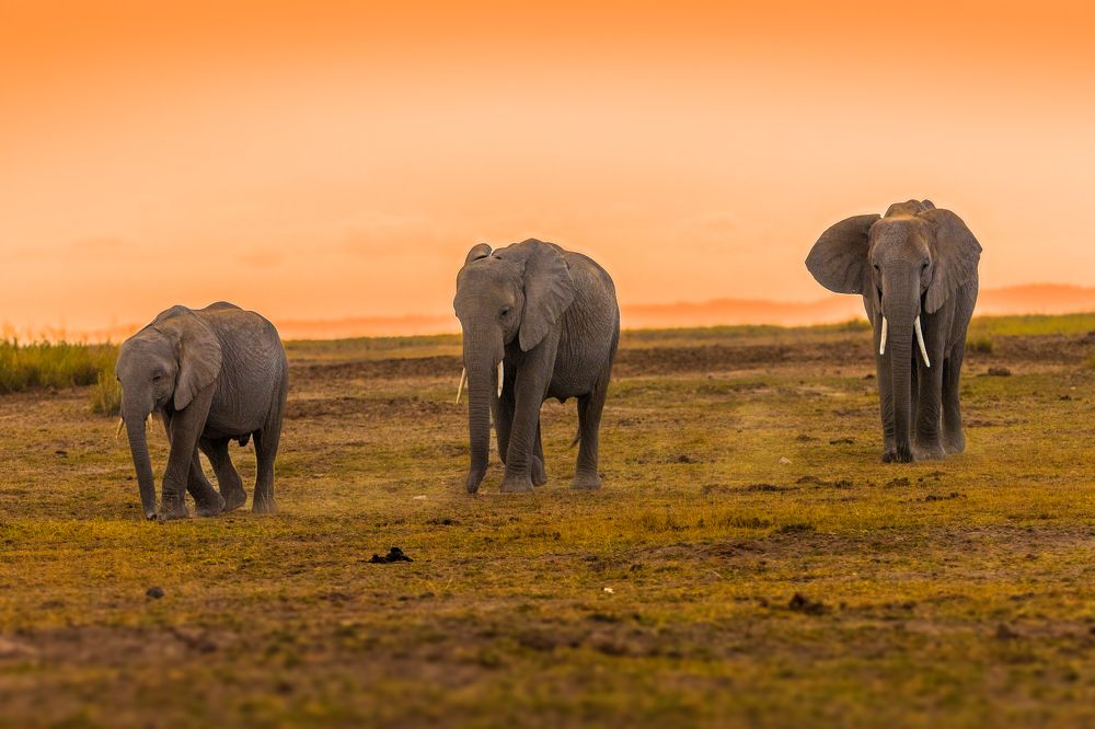 African elephants