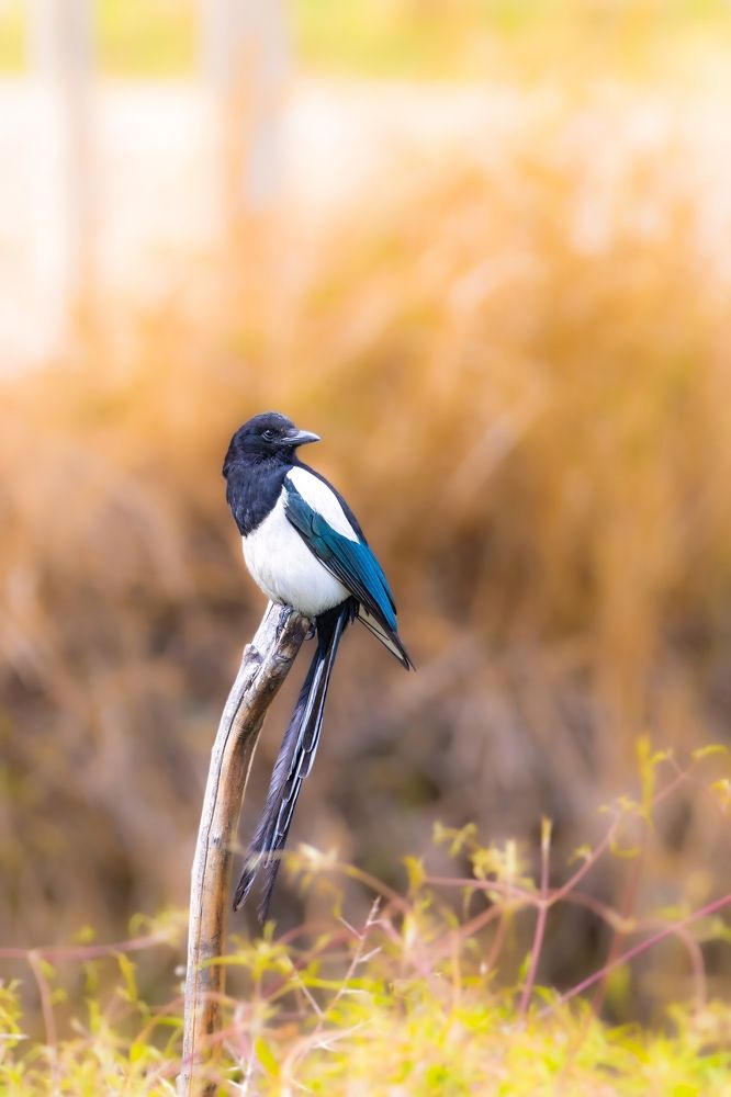 Photograph by vijay krishna