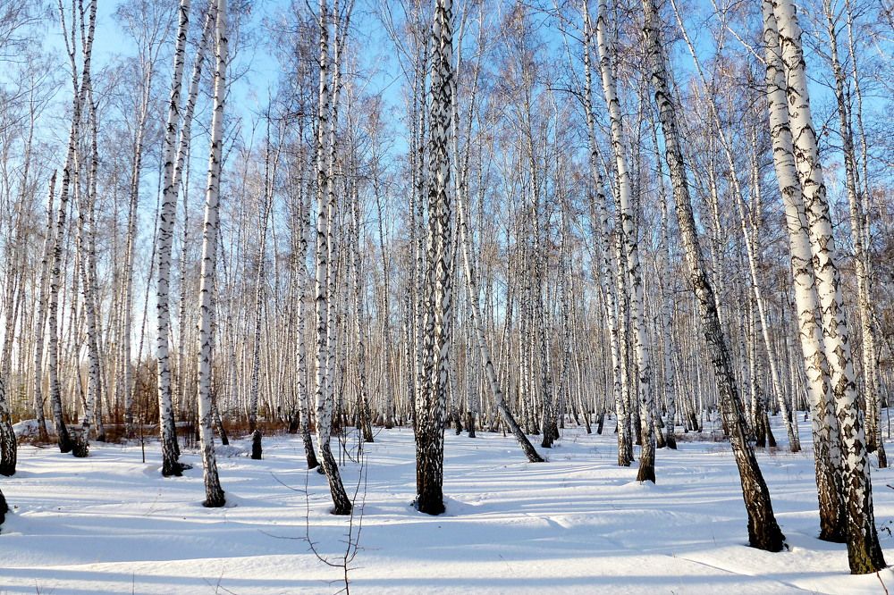 Белые березы.