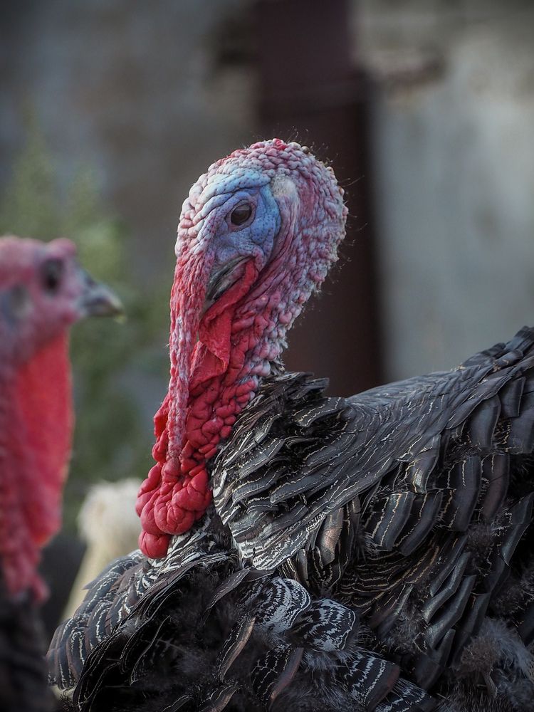 Photograph by Светлана Шибаршина