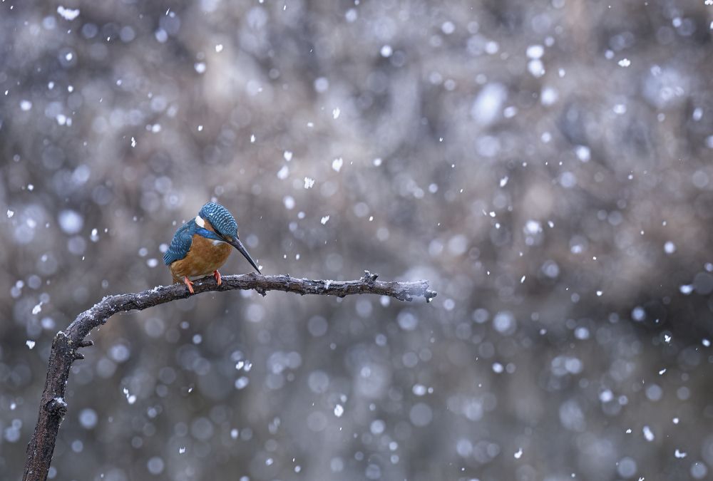 Photograph by Tímea Ambrus