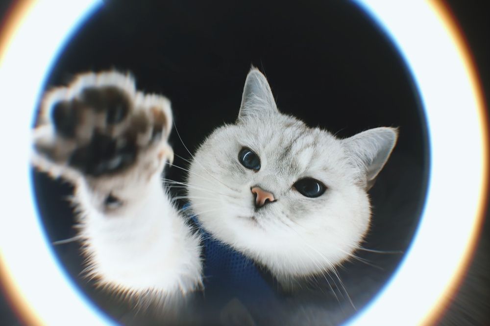 Британец Вольт