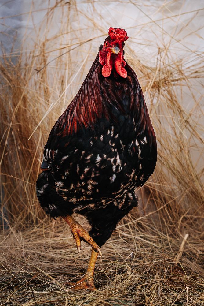 Фотография автора Карина Шарова