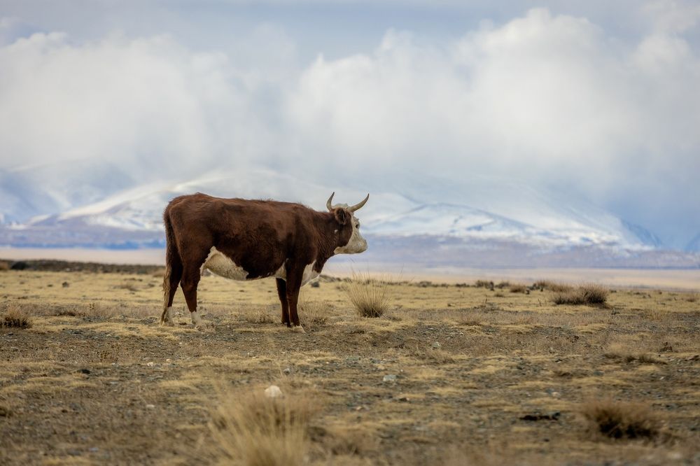 Photograph by Андрей Шабис